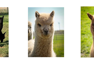 High Tea Alpaca's